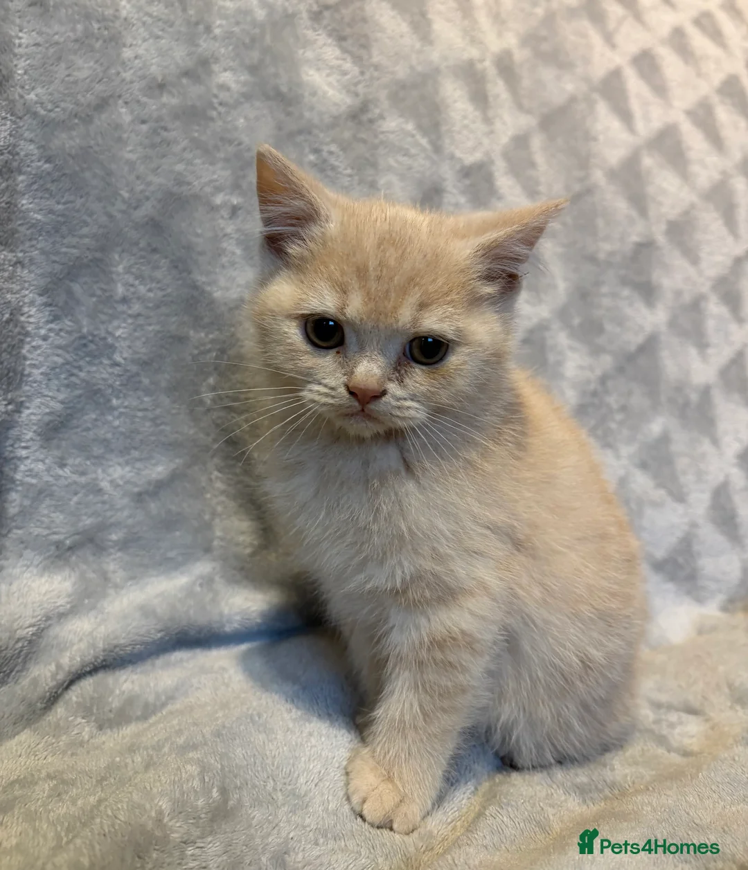 British Shorthair cats for sale: 4 boy BSH kittens ready to leave! - Advert 8