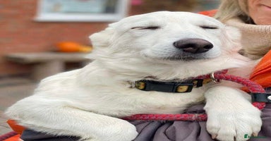 Mixed Breed dogs Adorable Abbie is still Looking for Love 🐾 - Advert 12