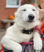 Mixed Breed dogs Adorable Abbie is still Looking for Love 🐾 - Advert 12