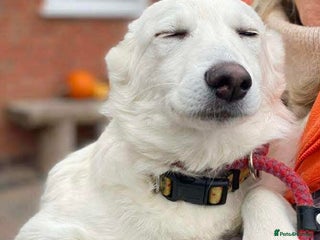 Mixed Breed dogs - Advert 8