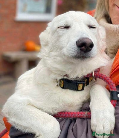 Mixed Breed dogs Adorable Abbie is still Looking for Love 🐾 - Advert 9