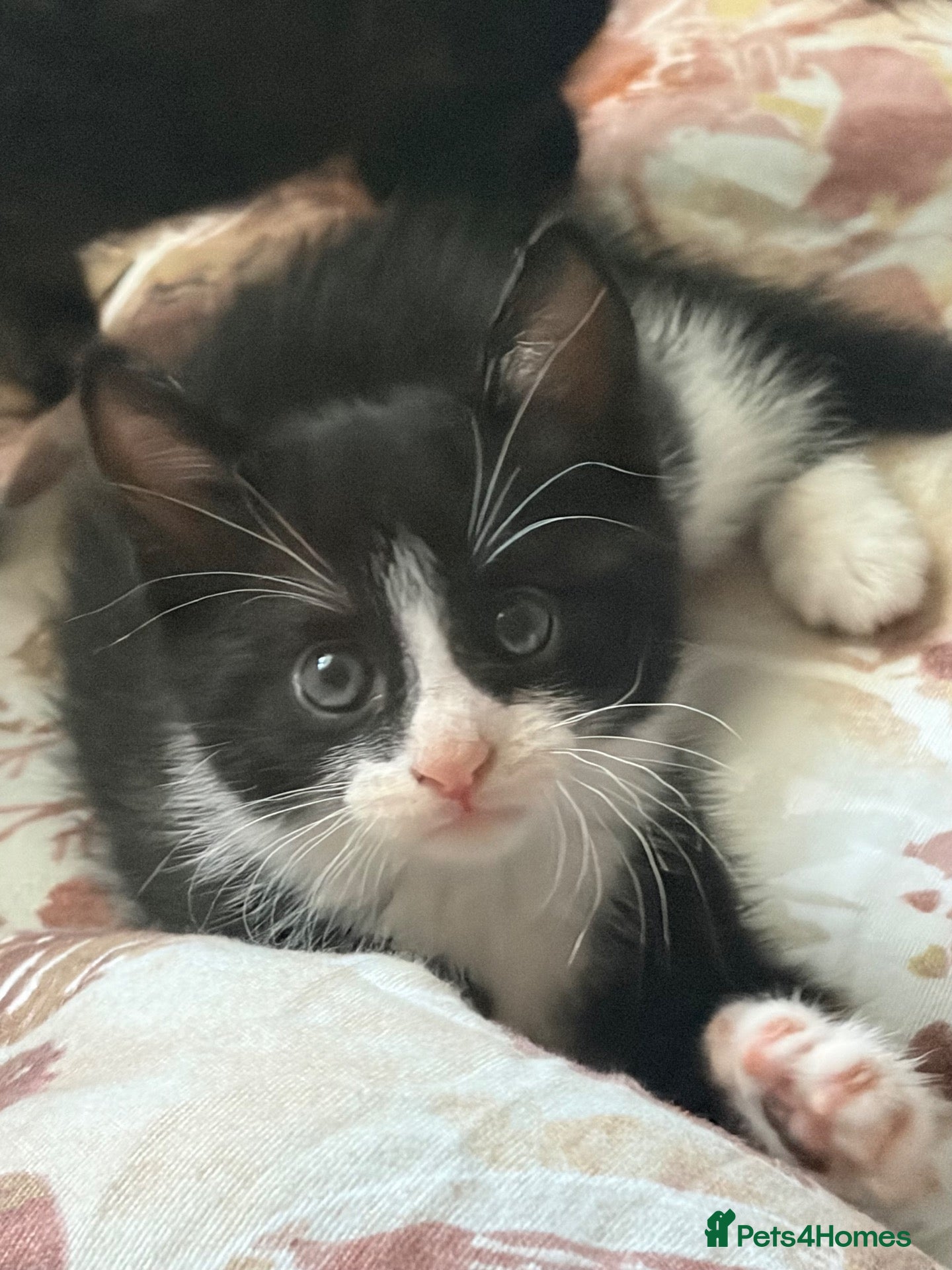 Mixed Breed cats Kittens for sale !  - Advert 5