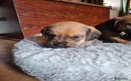 Mixed Breed dogs for sale: Beagle x puppies - Image 4