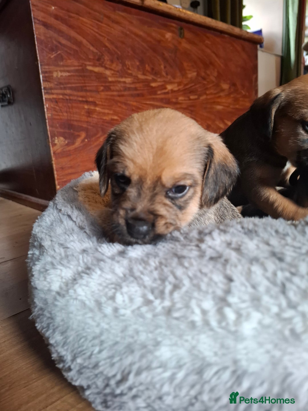 Mixed Breed dogs for sale: Beagle x puppies - Image 4