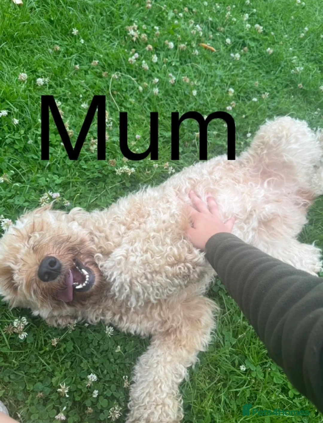 Mixed Breed dogs for sale: Double Doodle X Border Collie puppies - Advert 15