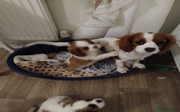 Cavalier King Charles Spaniel dogs for sale: 2beautiful king charles boys  - Image 6