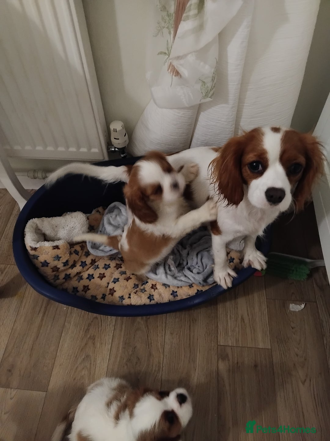 Cavalier King Charles Spaniel dogs for sale: 2beautiful king charles boys  - Image 6