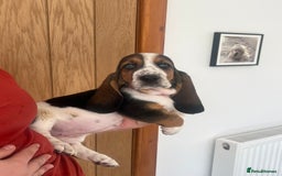 Basset Hound dogs for sale: Wonderful basset hound puppies available  - Image 9