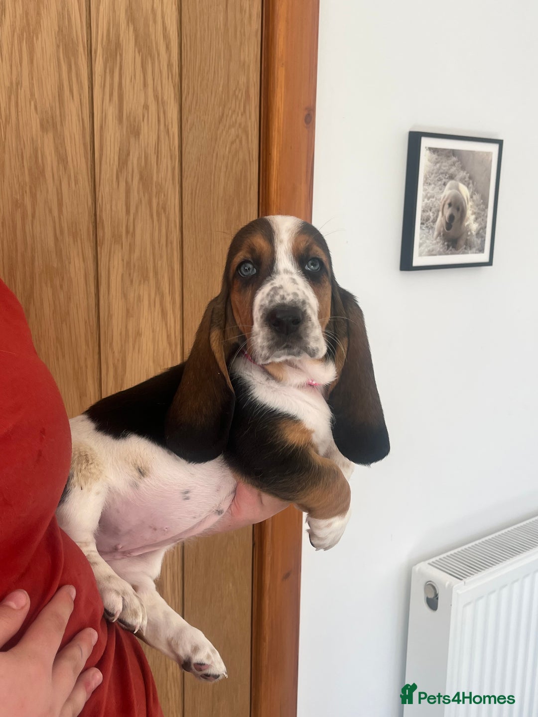 Basset Hound dogs for sale: Wonderful basset hound puppies available  - Image 9