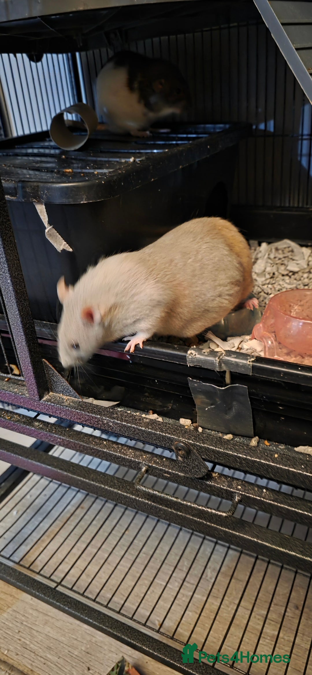 Rat rodents for sale: Four 1 year old female rats with cage+ extras - Advert 13