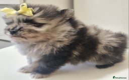 Pomeranian dogs for sale: Beautiful litter xxsmall teddy bear poms  - Image 11