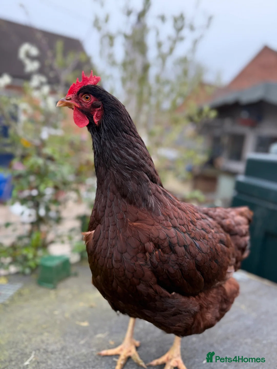 Chickens poultry for sale: Point of lay Rhode Island Red Hens  - Advert 1