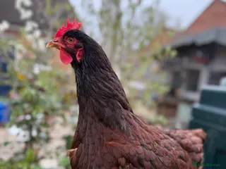 Chickens poultry Point of lay Rhode Island Red Hens - Advert 8