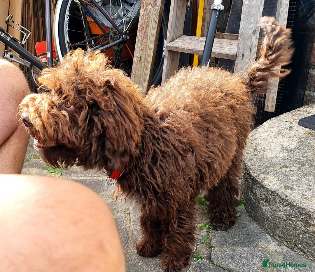 Lagotto Romagnolo dogs for sale:  ❗️Last one❗️Lagotto - The best breed ever in London - Image 7