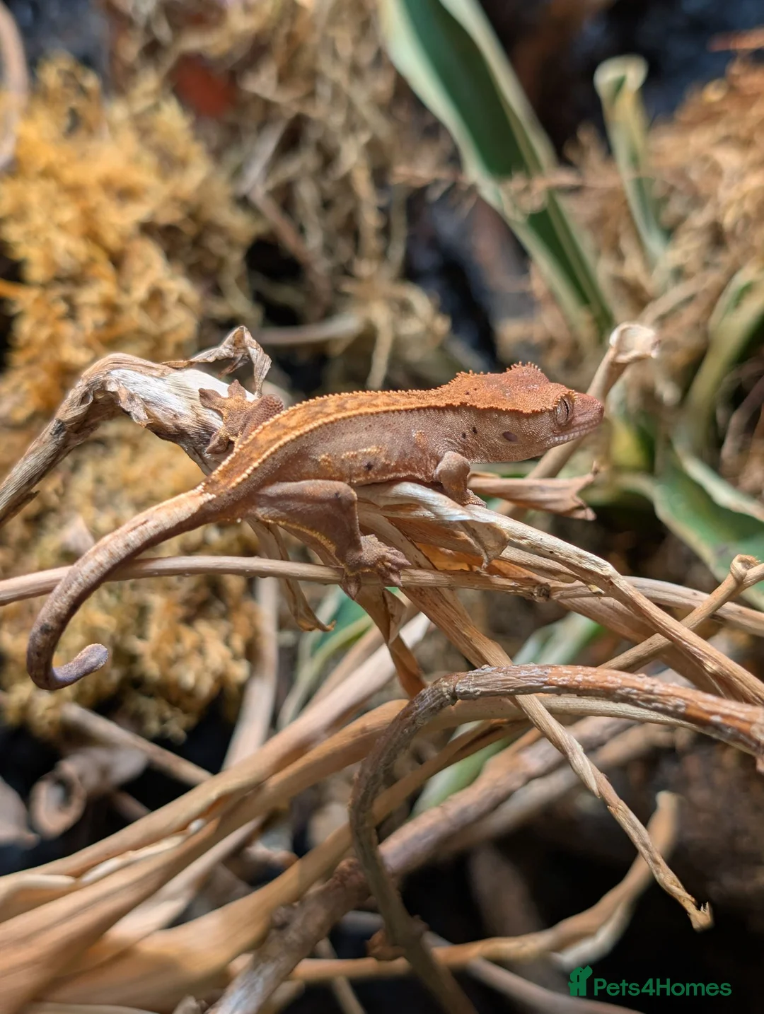 Gecko reptiles for sale: Baby crested geckos  in Derby - Advert 3