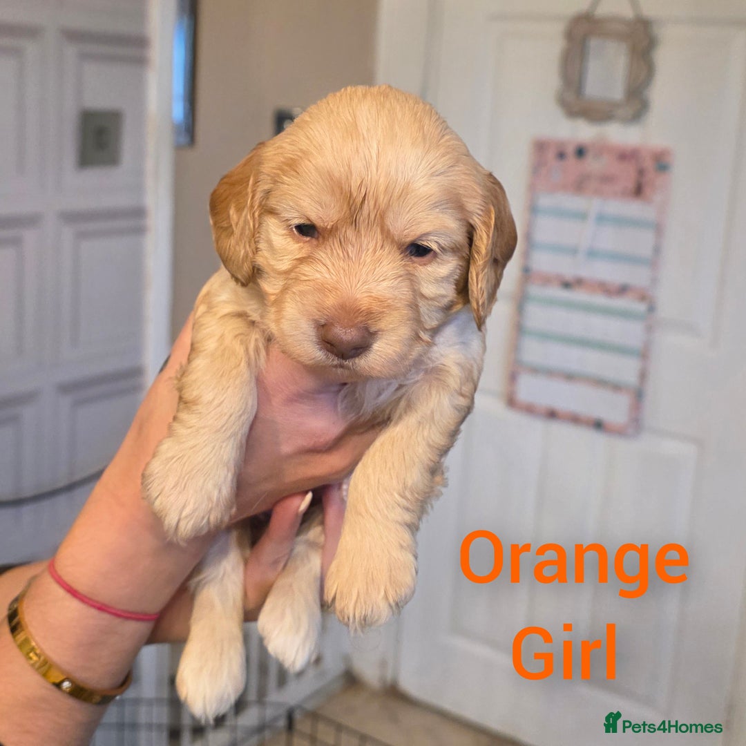 Cockapoo dogs for sale: Cockapoo Puppies - Advert 7