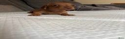 Miniature Dachshund dogs for sale: Miniature smooth hair puppies - Advert 2
