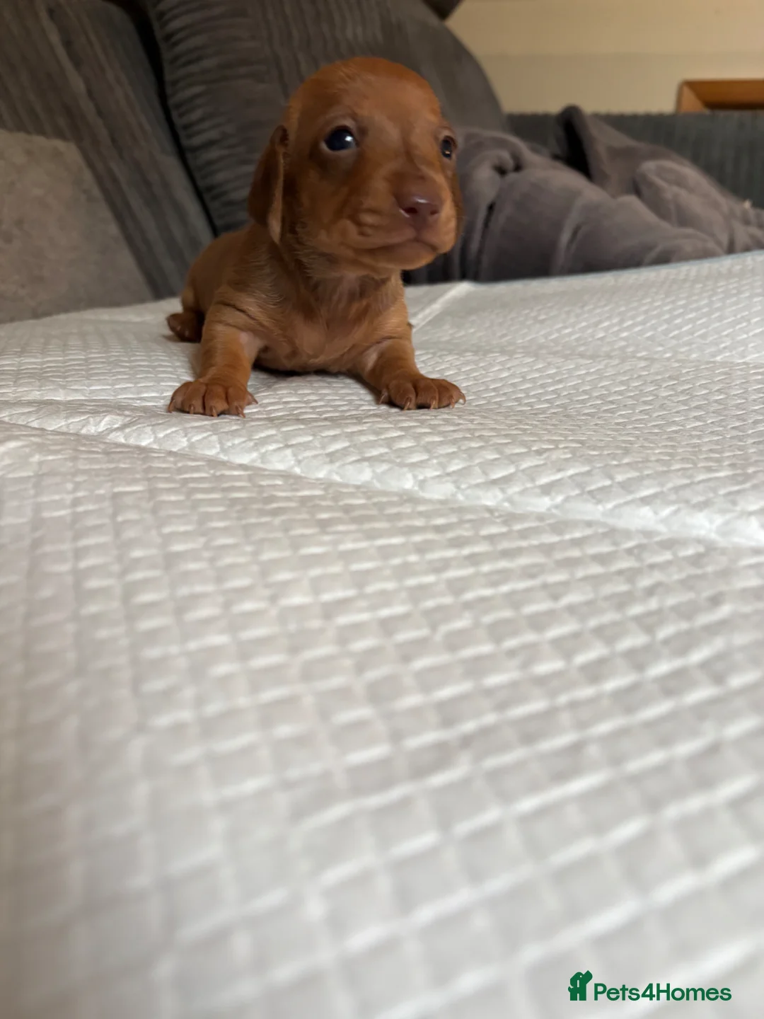 Miniature Dachshund dogs for sale: Miniature smooth hair puppies - Advert 2