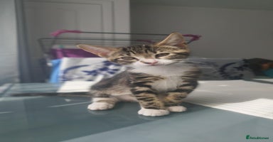 Mixed Breed cats - Advert 5