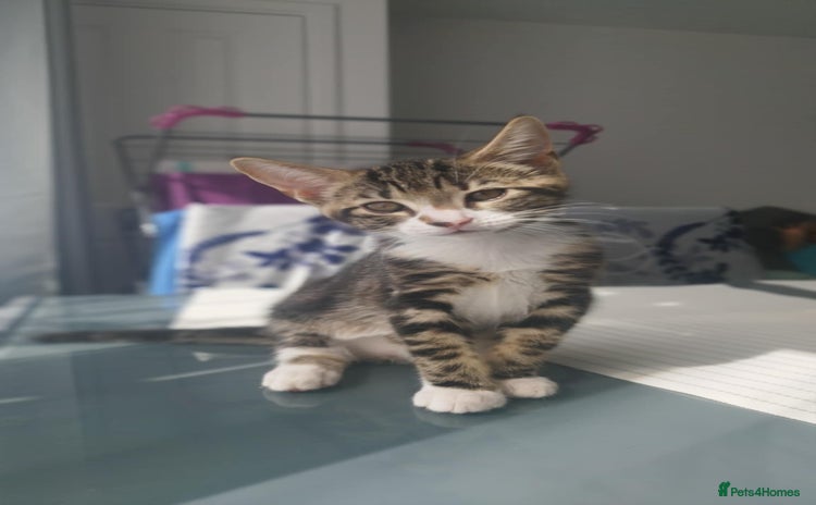 Mixed Breed cats - Advert 3
