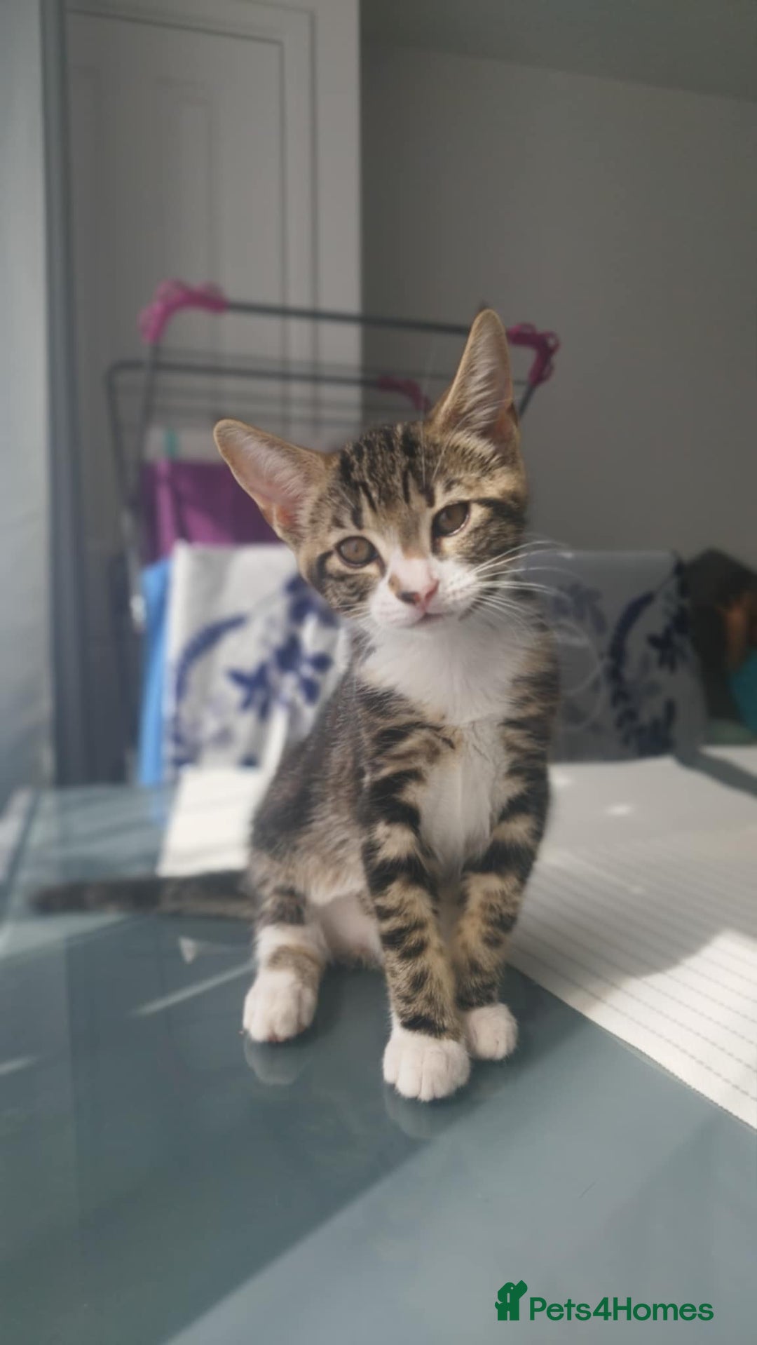 Mixed Breed cats for sale: Cute little Boy looking for forever home. - Image 1