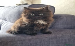 Mixed Breed cats for sale: Rare Ragdoll × Norwegian Forest kittens - Image 6