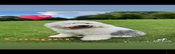 Old English Sheepdog dogs for sale: Old English Sheepdog Puppies  in Peterborough - Advert 22