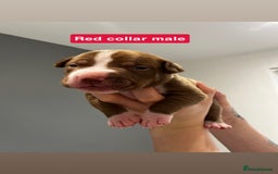 Mixed Breed dogs for sale: Staffy mix pups  - Image 21