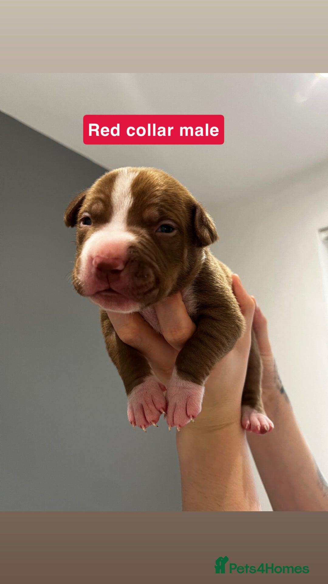 Mixed Breed dogs for sale: Staffy mix pups  - Image 21