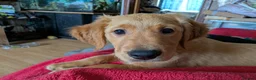 Golden Retriever dogs for sale: Golden retriever DOG Puppies Only - Advert 3