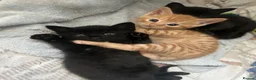 Mixed Breed cats for sale: 4 Kittens for sale  - Advert 3