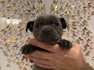 Staffordshire Bull Terrier dogs Adorable BLUE KC Pups *BULLSCAFF BLOODLINE* - Advert 17