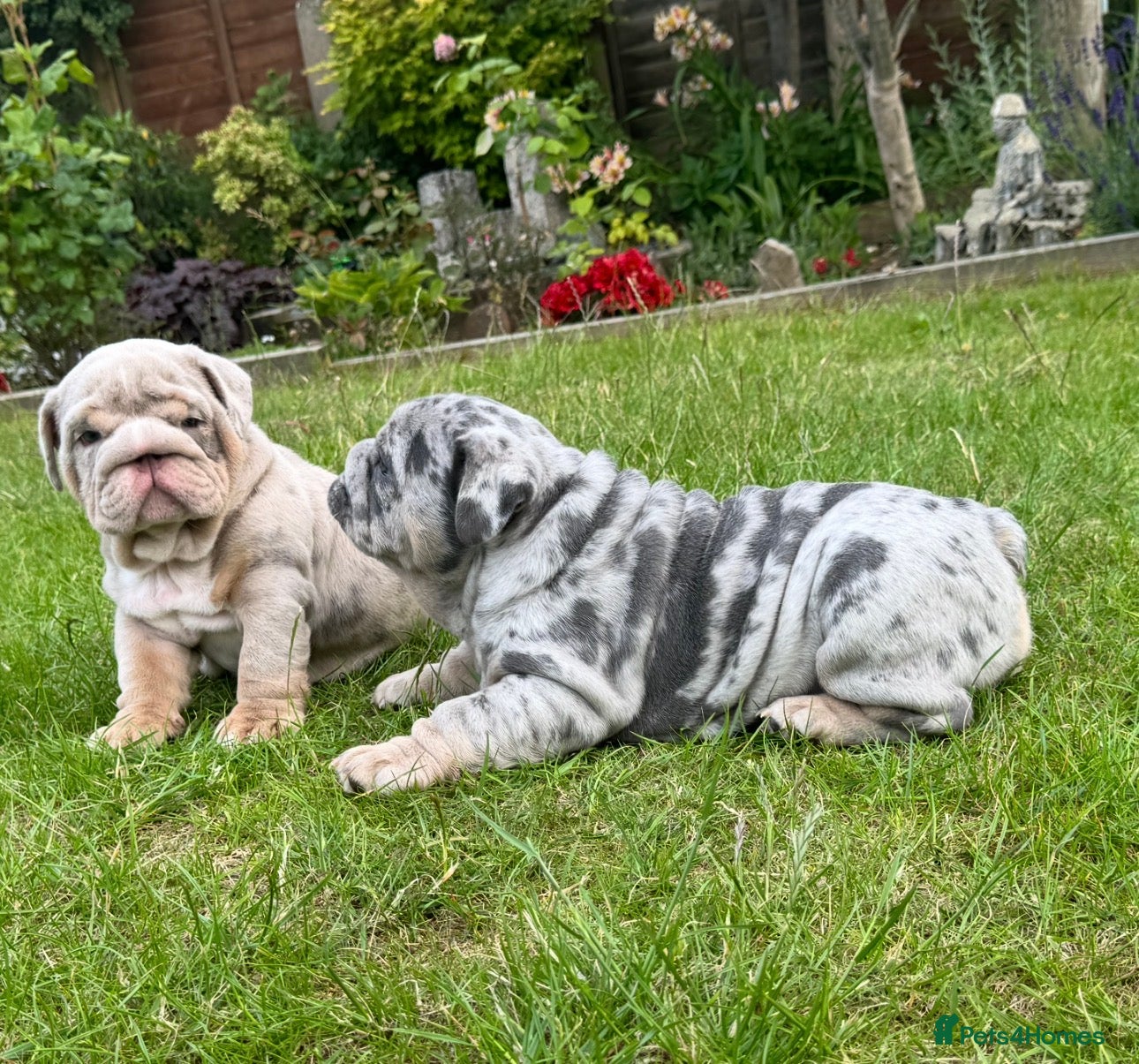 English Bulldog dogs Top Quality English Bulldog Pups Not Your Usual  - Advert 12