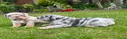 English Bulldog dogs for sale: Top Quality English Bulldog Pups Not Your Usual  in Colchester - Advert 4