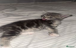 British Shorthair cats for sale: Grey and White Kitten - Image 1