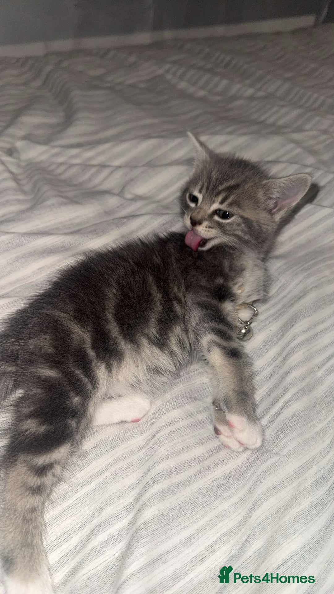 British Shorthair cats for sale: Grey and White Kitten - Image 1