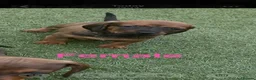 Dachshund dogs for sale: 6 beautiful dachshund puppies for sale !!😍 - Advert 2