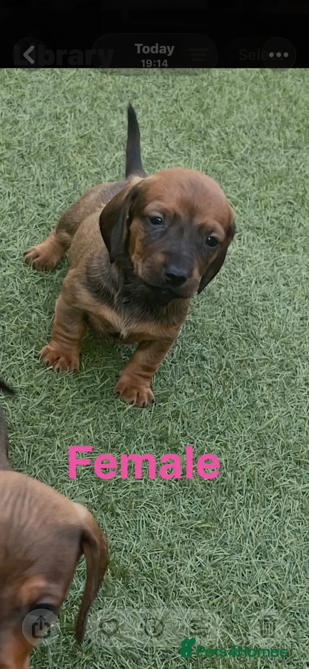Dachshund dogs for sale: 6 beautiful dachshund puppies for sale !!😍 - Advert 2