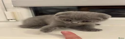 Scottish Fold cats for sale: 💙 Beautiful Blue Scottish Fold Girl - Advert 7