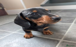 Miniature Dachshund dogs for sale: Miniature Dachshund Puppies  - Image 14