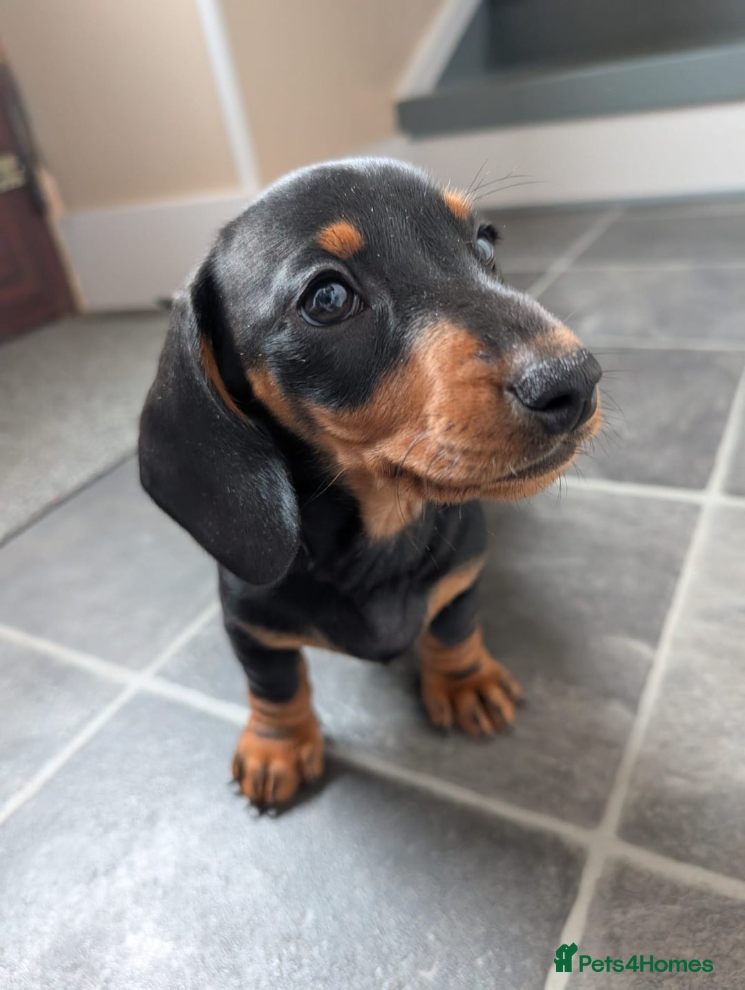 Miniature Dachshund dogs for sale: Miniature Dachshund Puppies  - Image 14
