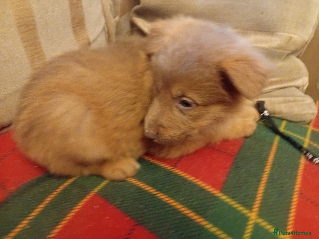 German Shepherd dogs for sale: Rare colours straight backed german shepherds - Advert 30