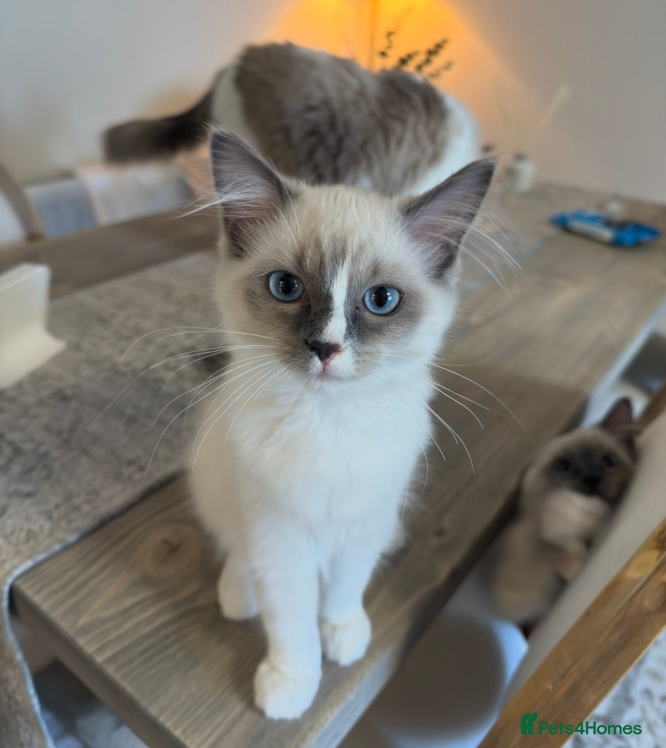 Ragdoll cats European Purebred Ragdolls, last girl & boy 🍼 - Advert 13