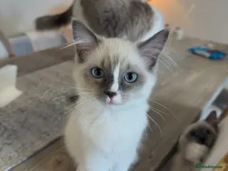 Ragdoll cats European Purebred Ragdolls, last girl & boy 🍼 - Advert 13