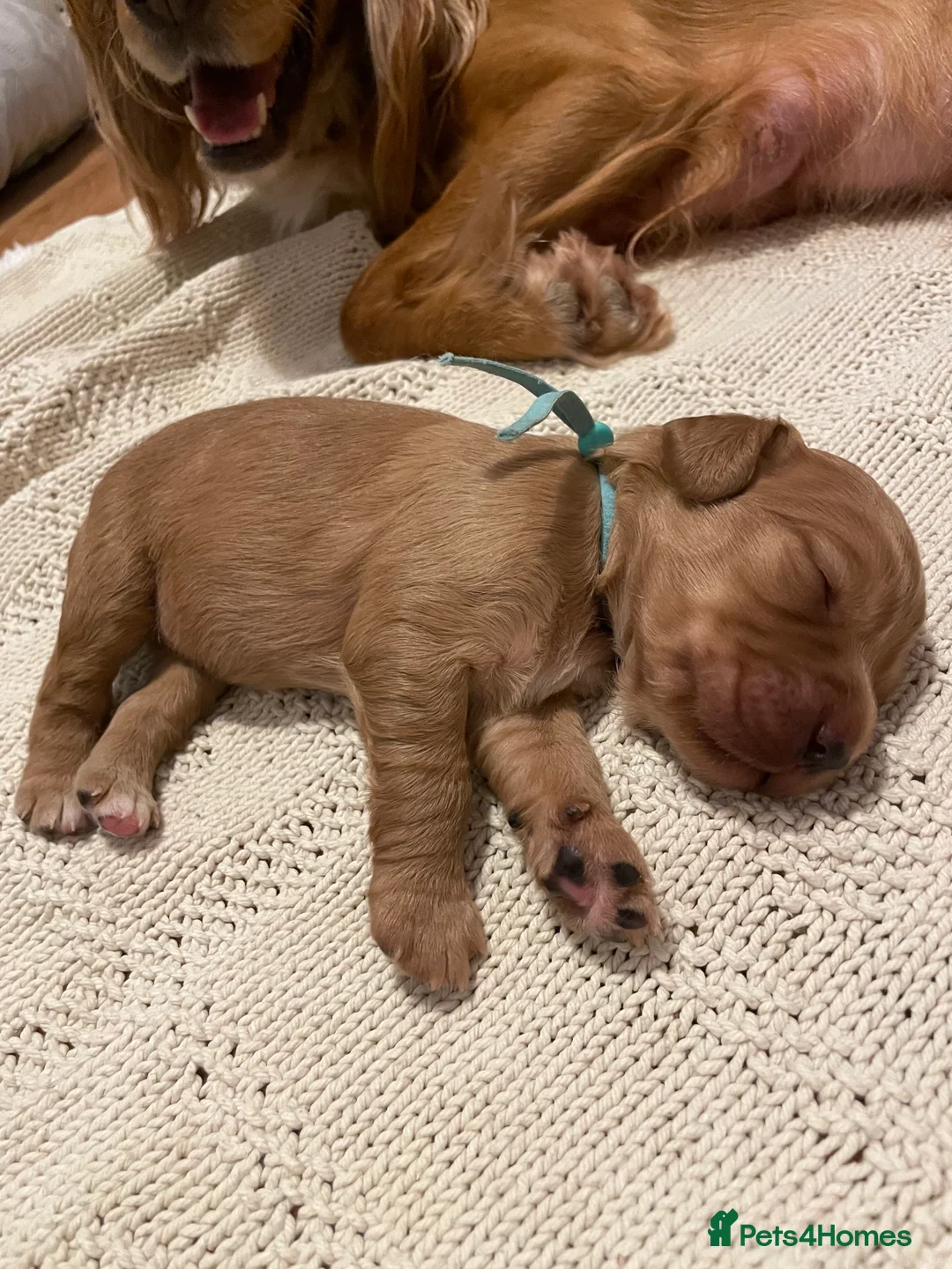 Cocker Spaniel dogs for sale: KC Working Cocker Spaniel Puppies  - Advert 6