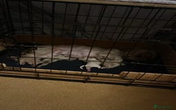 Shih Tzu dogs for sale: imperial karishishi shih tzu boys  - Image 7