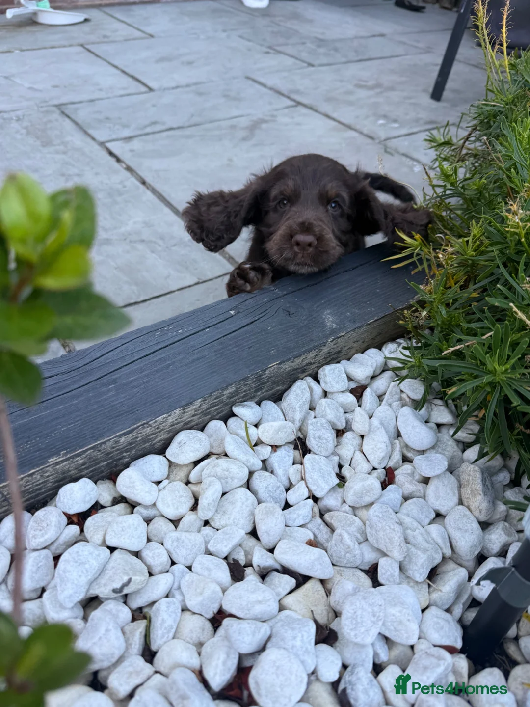 Cocker Spaniel dogs for sale: Last Remaining Chocolate Show Cocker - Ready 17/07 - Advert 2