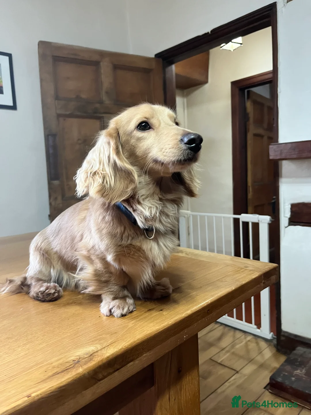 Dachshund dogs for stud: 🤍PROVEN MINIATURE KC CREAM LONG HAIRED DACHSHUND  in Llansantffraid - Advert 3