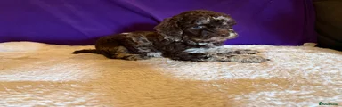 Toy Poodle chocolate Merle boy