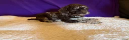 Toy Poodle dogs for sale: GORGEOUS Toy Poodles, DNA health tested parents  - Advert 17